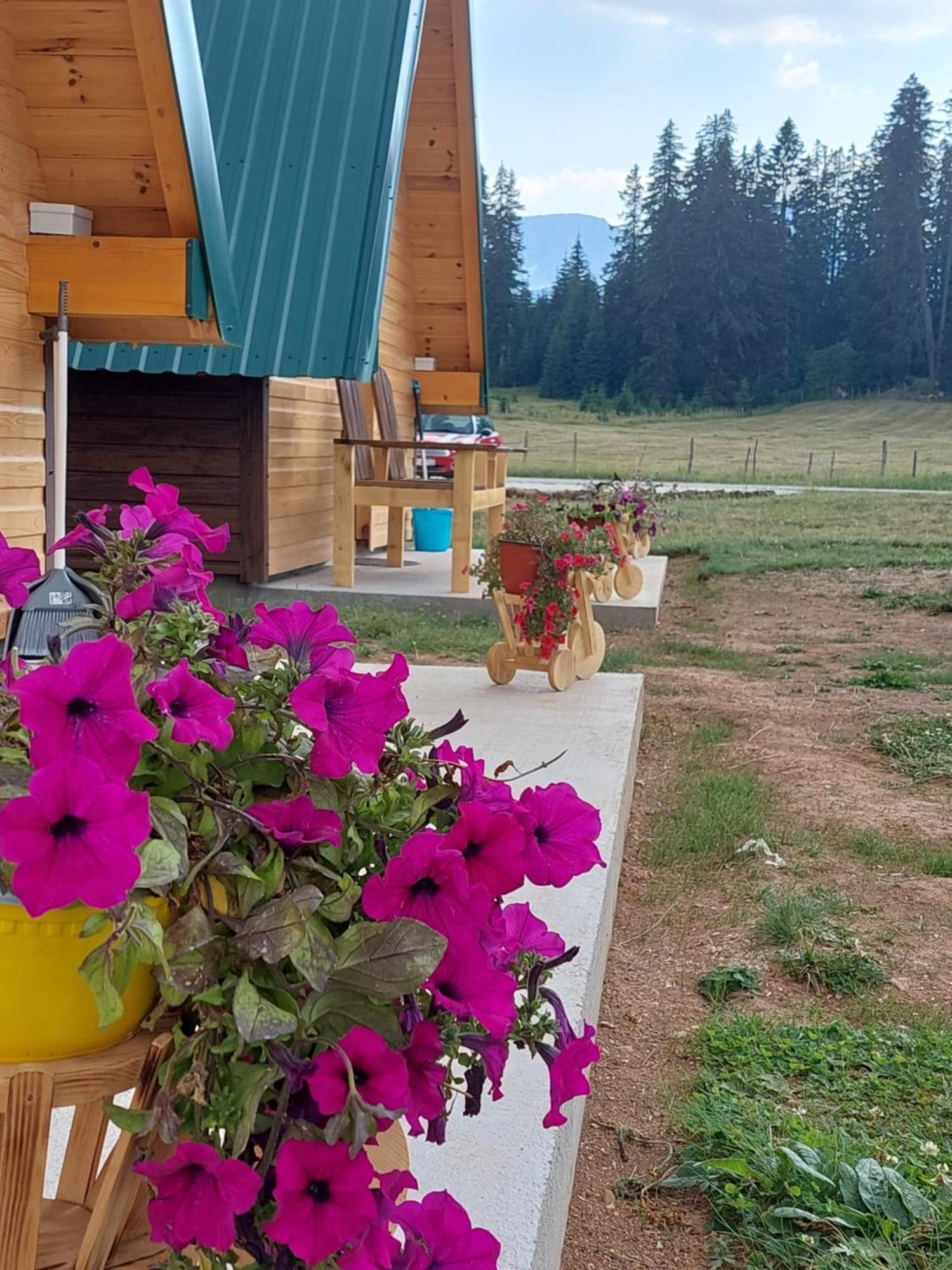 Sumski Raj Žabljak Cameră foto